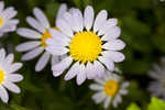 Entireleaf western daisy